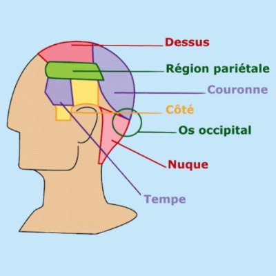 Anatomie de la tête