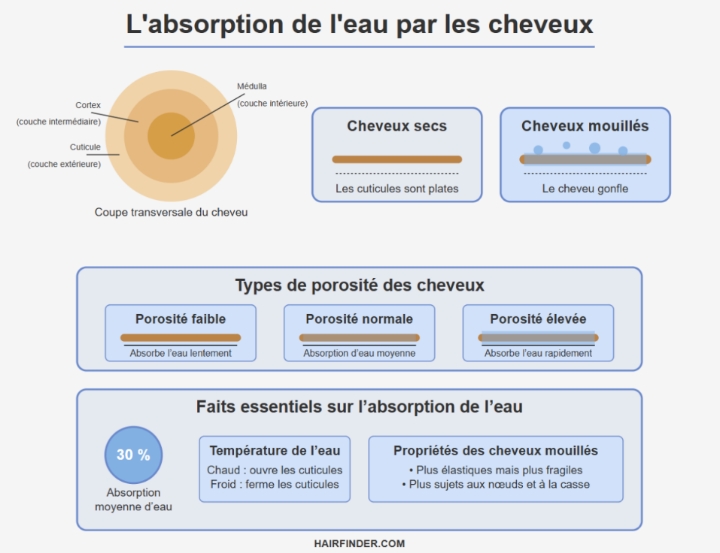 Infographie - L'absorption de l'eau par les cheveux