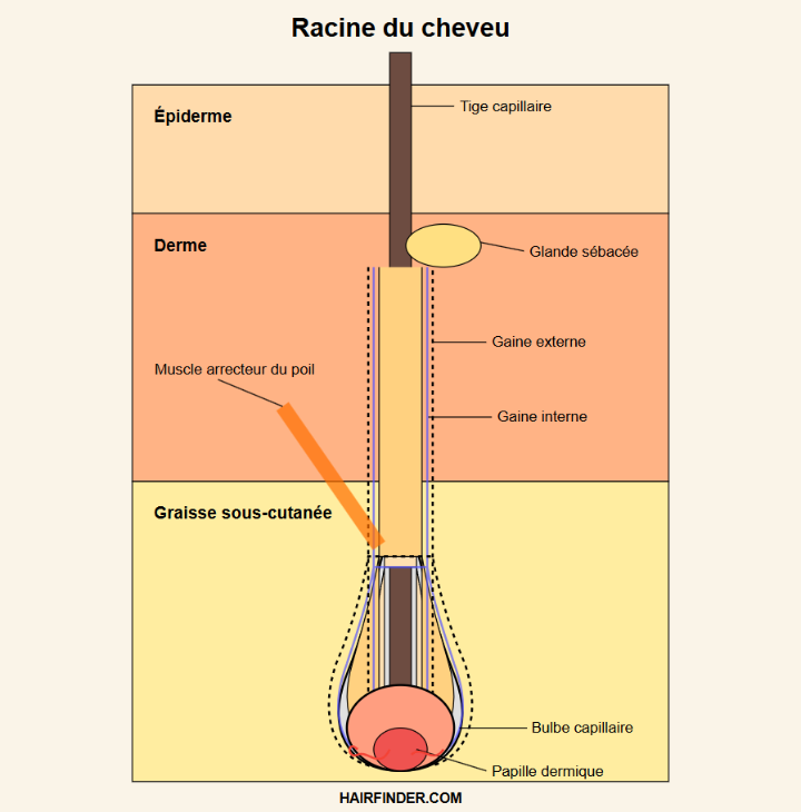 Infographie – Coupe transversale d’un cheveu avec les composants qui contribuent à sa solidité