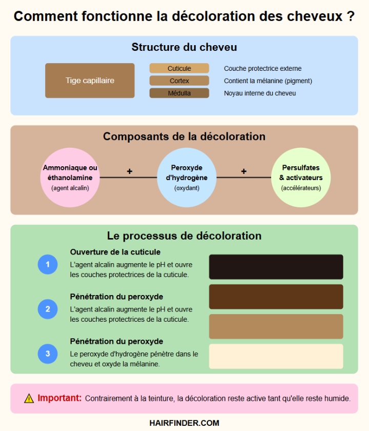 Infographie - Comment fonctionne la décoloration des cheveux ?
