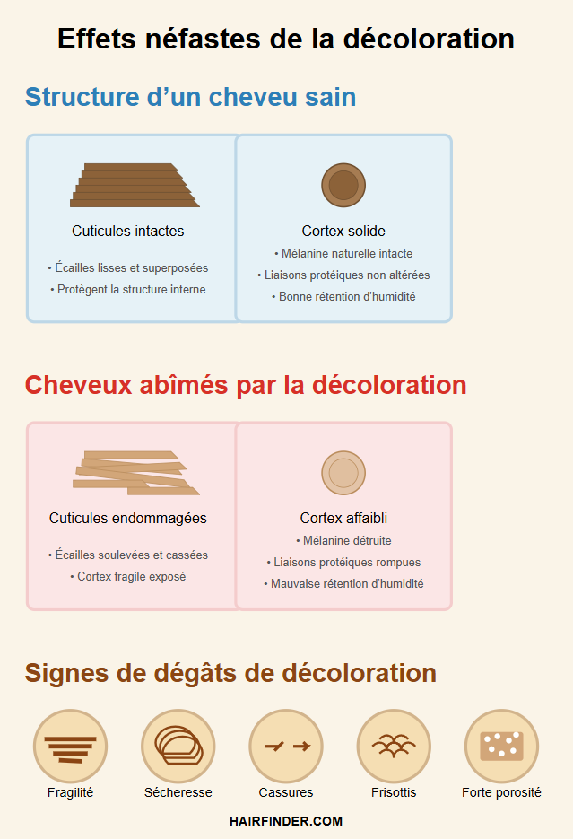 Infographie - Effets néfastes de la décoloration sur les cheveux