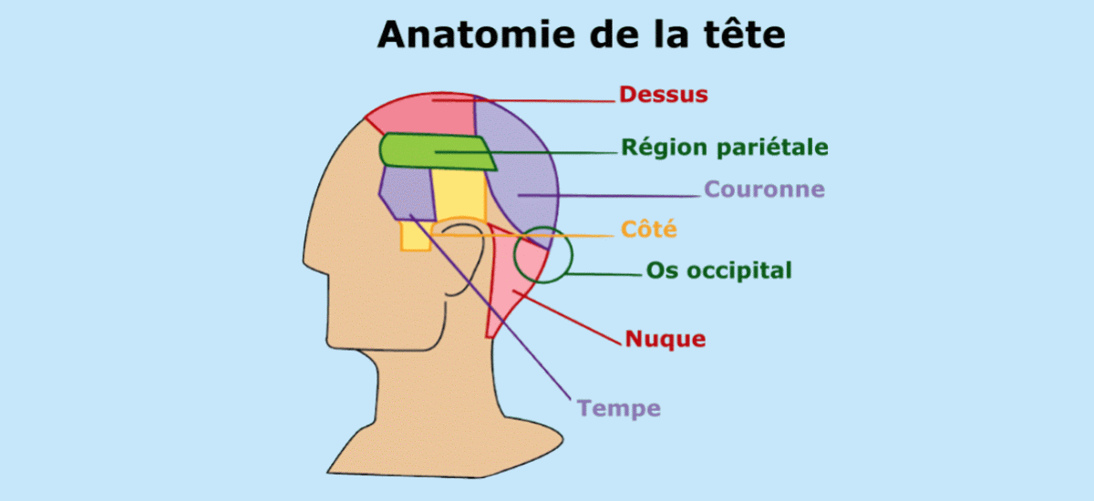 Anatomie De La T te Et Les Diff rences Entre Les Zones Distinctes De La Anatomie De La T te Et Les Diff rences Entre Les Zones Distinctes De La